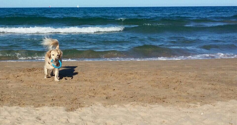 Playa can , playa para perros en Gandia