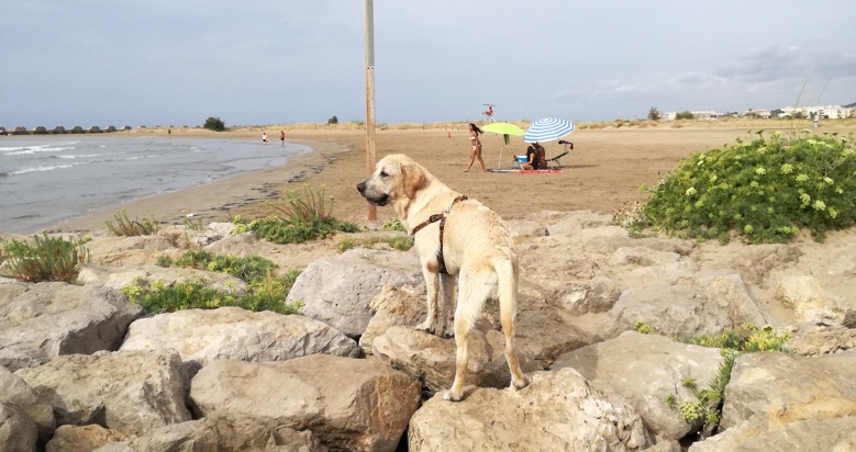 Playa para perros Les Salines en Cubelles