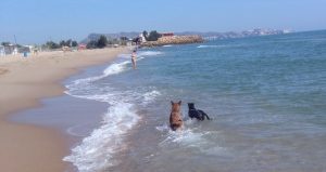 Playa para perros en Cullera El Brosquil