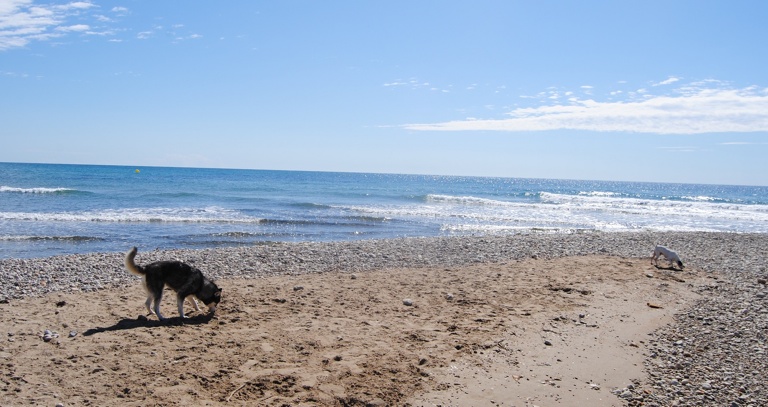 Playa para perros en Alcossebre Castellón