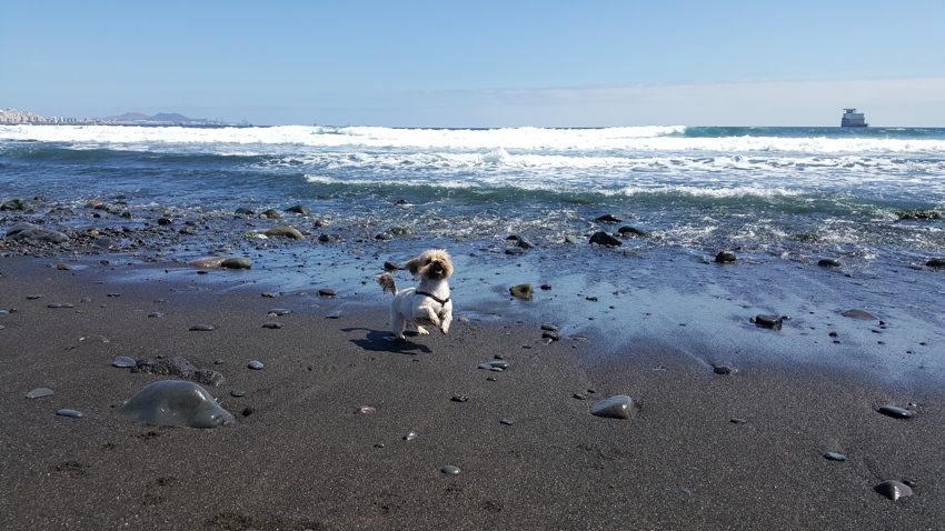 Derivación Vacilar difícil Playas para perros en Canarias 2019 - PlayasparaPerros.Com