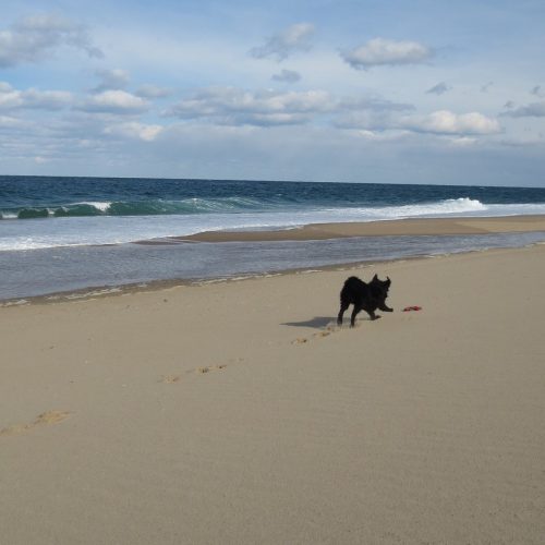 herring cove beach foter